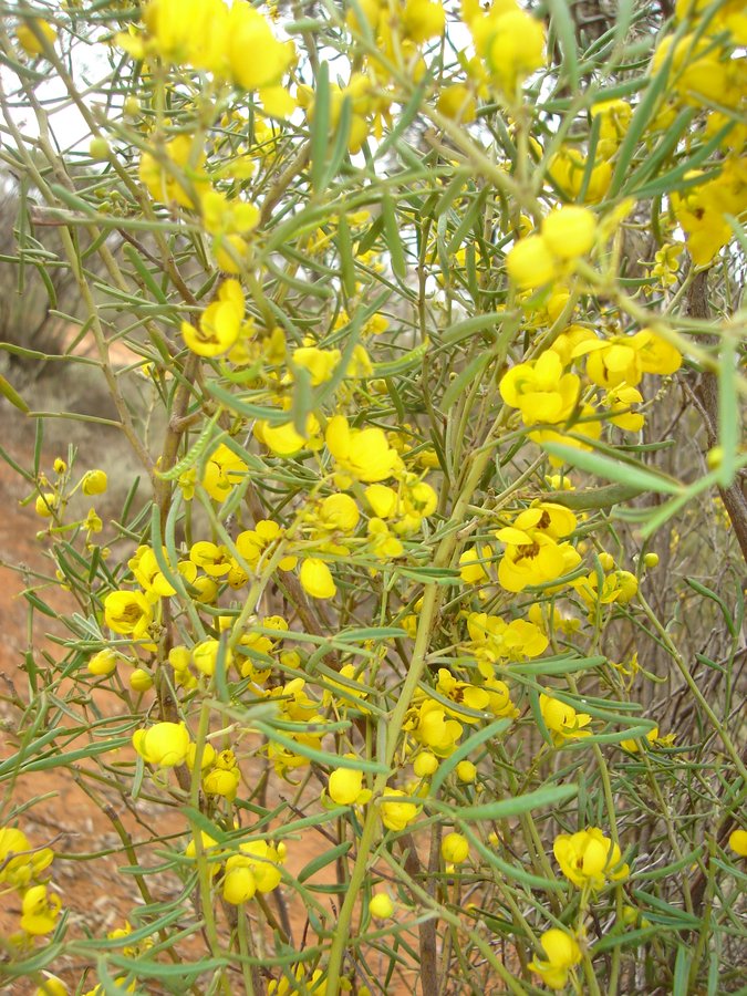 Senna artemisiodes Desert Cassia